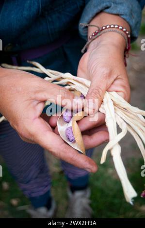 collecting seeds during the fall of plants and flowers Stock Photo