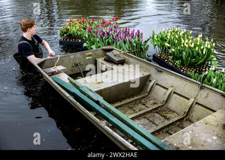 AMSTERDAM - Rafts full of tulips are launched in the pond in the Vondelpark as part of the tenth edition of the Tulp Festival Amsterdam. During this festival, tens of thousands of tulips bloom throughout the Amsterdam districts. ANP RAMON VAN FLYMEN netherlands out - belgium out Stock Photo