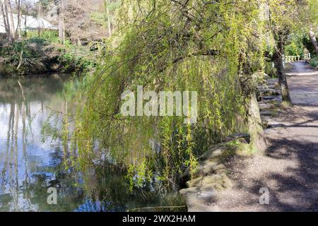 Weeping Willow trees at Coy pond in Poole, Dorset, United Kingdom Stock Photo