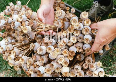 collecting seeds during the fall of plants and flowers Stock Photo