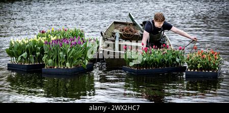 AMSTERDAM - Rafts full of tulips are launched in the pond in the Vondelpark as part of the tenth edition of the Tulp Festival Amsterdam. During this festival, tens of thousands of tulips bloom throughout the Amsterdam districts. ANP RAMON VAN FLYMEN netherlands out - belgium out Stock Photo