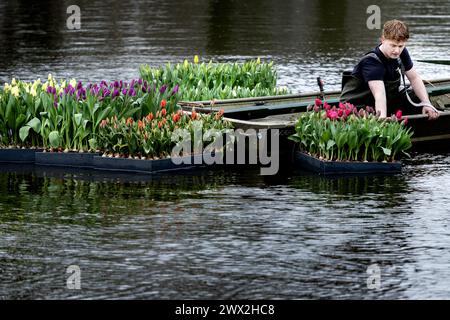 AMSTERDAM - Rafts full of tulips are launched in the pond in the Vondelpark as part of the tenth edition of the Tulp Festival Amsterdam. During this festival, tens of thousands of tulips bloom throughout the Amsterdam districts. ANP RAMON VAN FLYMEN netherlands out - belgium out Stock Photo