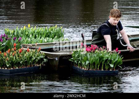 AMSTERDAM - Rafts full of tulips are launched in the pond in the Vondelpark as part of the tenth edition of the Tulp Festival Amsterdam. During this festival, tens of thousands of tulips bloom throughout the Amsterdam districts. ANP RAMON VAN FLYMEN netherlands out - belgium out Stock Photo