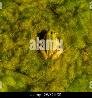 Pelophylax perezi, Iberian Green Frog Stock Photo