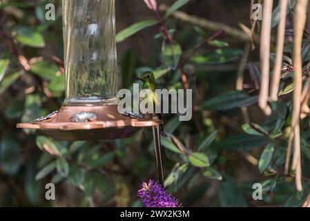Male Black-tailed Trainbearer (Lesbia victoriae) on a bird feeder in Colombia Stock Photo