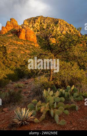 Semi-desert flora and landscape near Sedona, Arizona, Autumn, by Dominique Braud/Dembinsky Photo Assoc Stock Photo