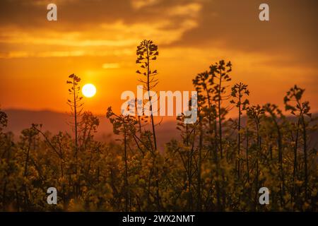 Blooming yellow rapeseed field close up photo of the flowers during a spring sunrise. Stock Photo