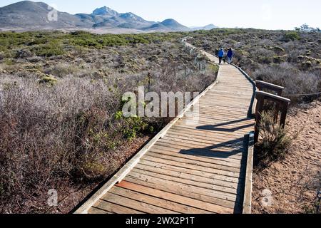 Visitors on the boardwalk at El Morro Elfin Forest Natural Area near Morro Bay, California Stock Photo