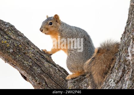 Fox squirrel (Sciurus niger), perched in tree, Eastern North America, By Dominique Braud/Dembinsky Photo Assoc Stock Photo