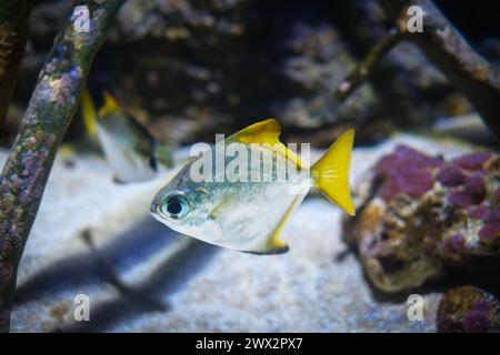 Silver moony Monodactylus argenteus fish Stock Photo