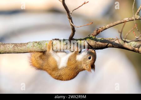 Red squirrel (tamiasciurus hudsonicus) licking maple sap. Whitetail Woods Park, Dakota County, Minnesota. Early February. Stock Photo