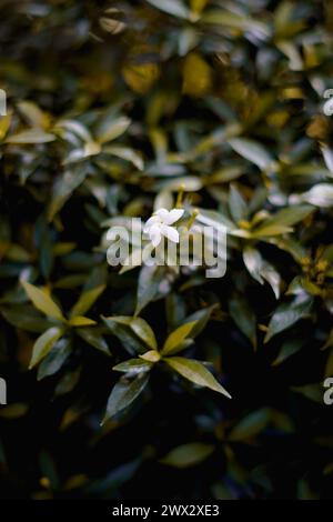 Small white flowers growing among green leaves with a blurred background Stock Photo