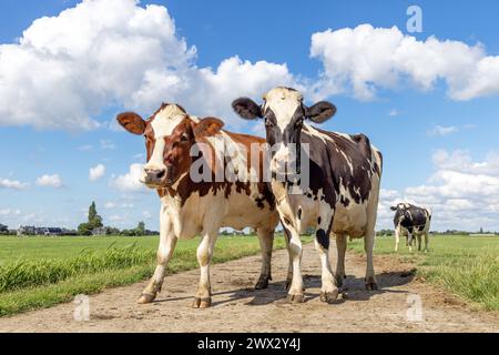 Two cows on a path, standing full length, red and black and white milk cattle, a blue sky and horizon over land in the Netherlands Stock Photo