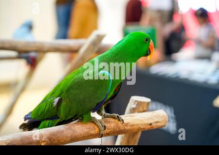 Green eclectus parrot talking while sitting on a perch around people Stock Photo