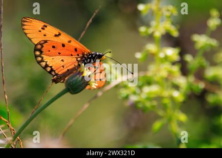 Tawny coster (Acraea Terpsicore) butterfly flying and standing in a tropical meadow, thailand Stock Photo