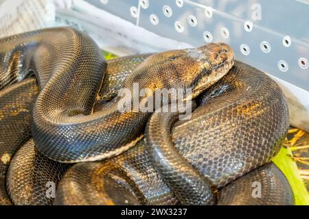Brown Boa Constrictor Snake curled up resting transport in plastic box. Stock Photo