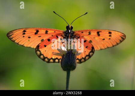 Tawny coster (Acraea Terpsicore) butterfly flying and standing in a tropical meadow, thailand Stock Photo