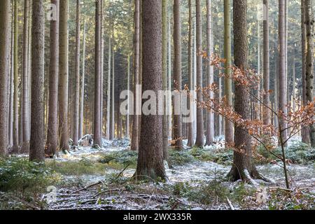 leicht verschneiter Nadelwald, Zellwald bei Altzella, Nossen, Sachsen, Deutschland *** Lightly snow-covered coniferous forest, Zellwald near Altzella, Stock Photo