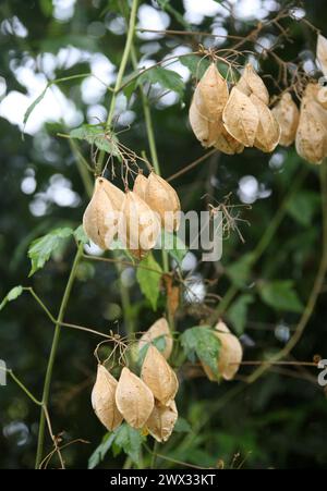 Showy Balloonvine, Heart Pea or Heart Seed, Cardiospermum grandiflorum, Sapindaceae. Costa Rica. Tropical herbaceous vine with cased fruit pods. Stock Photo