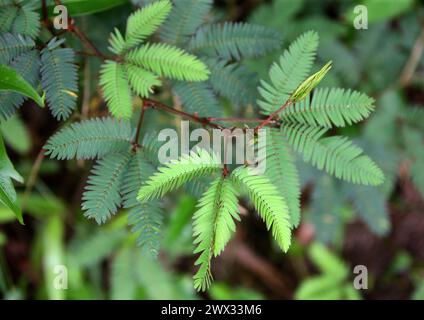 Sensitive plant, Sleepy plant, Action plant, Dormilones, Touch-me-not, Shameplant, Zombie plant, or Shy plant, Mimosa pudica, Fabaceae. Costa Rica. Mi Stock Photo