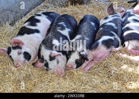 Five Gloucester Old Spot pigs sleeping in a row in pigsty, England Stock Photo