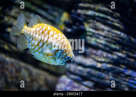 Australian pineapplefish fish in sea Stock Photo