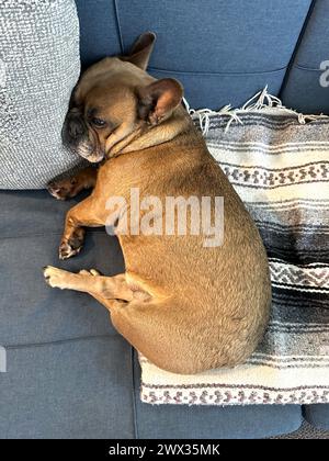 A cute brown French Bulldog lying on a couch with a blanket and pillow. Stock Photo