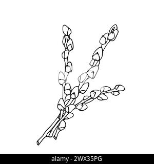 Easter catkins spring branch Willow ink hand drawn branch for design of card, invitations, coloring book, scrapbook. Vector isolate on white Stock Vector
