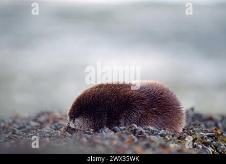 Otter (Lutra lutra) sleeping on seaweed-covered rock at low tide after feeding, Isle of Mull, Inner Hebrides, Scotland, December 1995 Stock Photo