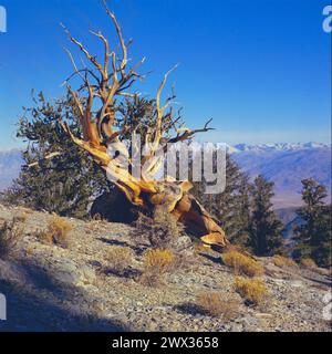 Bristlecone Pine tree on top of mountain, Ancient Bristlecone Pine forest of California. Stock Photo