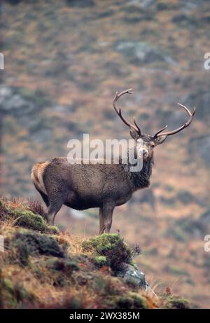Red Deer (Cervus elaphus) stag in winter, Inverness-shire, Scotland, November 1985 Stock Photo
