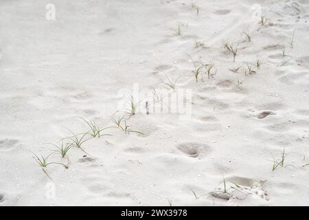 Sand sedge (Carex arenaria), young runner on the sand of a dune, Zeeland, Netherlands Stock Photo