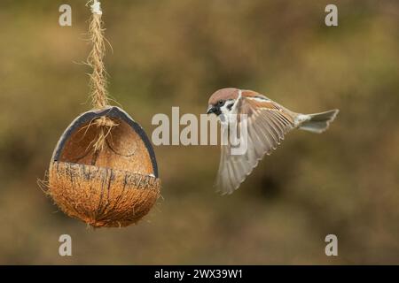 Tree sparrow with open wings flying to feeding dish left looking Stock Photo