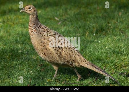 Pheasant female standing in green grass looking left Stock Photo