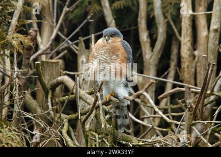 Male sparrowhawk sitting in garden hedge seen from front left Stock Photo