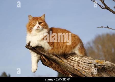 red and white long furred cat lying on a dead tree branch Stock Photo