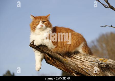 red and white long furred cat lying on a dead tree branch Stock Photo