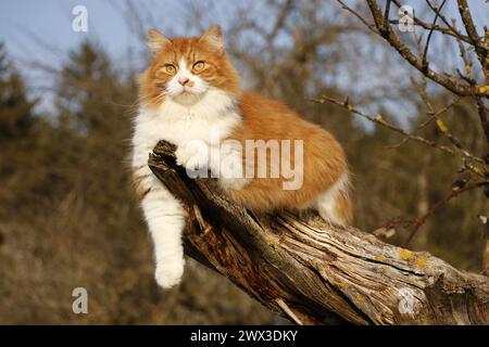 red and white long furred cat lying on a dead tree branch Stock Photo