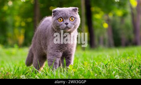 Plaid Paws: Scottish Tabby Cat Relaxing on the Lawn Stock Photo