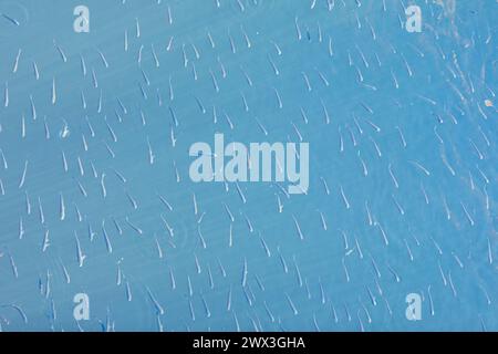 Miniature Swimmers: Small Fish Glide Through Water Stock Photo