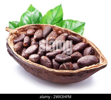 Dried cocoa beans in the half of cocoa pod isolated on white background. Stock Photo