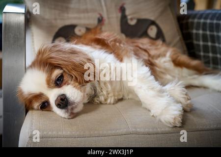 cavalier king charles spaniel Stock Photo