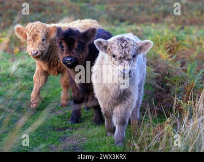 Highland Cows and their young photographed near Kirkland in the Northern Pennines, Cumbria.The Highland is a traditional breed of Western Scotland. Stock Photo