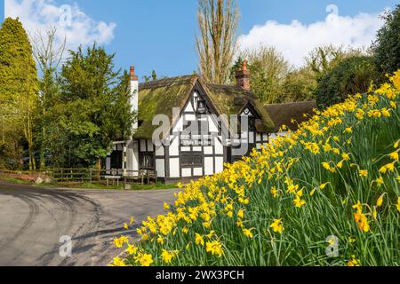 The White Lion a17th century black and white half timbered thatched roofed coaching inn in The Cheshire village of Barthomley with daffodils in Spring Stock Photo