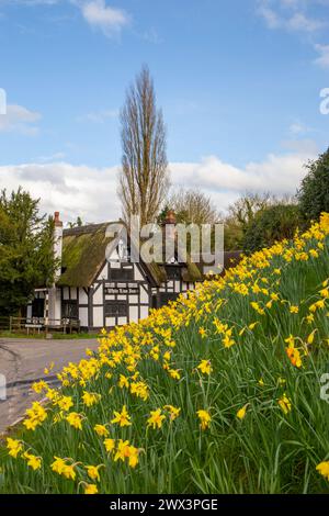 The White Lion a17th century black and white half timbered thatched roofed coaching inn in The Cheshire village of Barthomley with daffodils in Spring Stock Photo