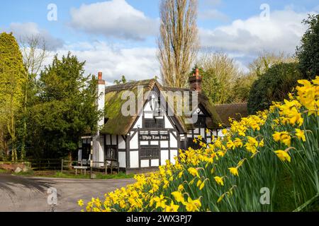 The White Lion a17th century black and white half timbered thatched roofed coaching inn in The Cheshire village of Barthomley with daffodils in Spring Stock Photo