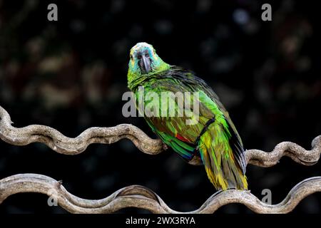 Blue-fronted Amazon Parrot, Amazona aestiva, sometimes called Turquiose-fronted Parrot, feathers ruffled, Pantanal, Mato Grosso, Brazil Stock Photo