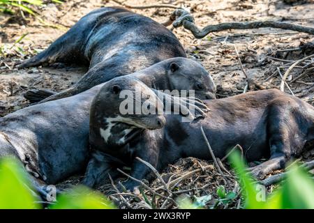 Group of Giant River Otters, showing webbed feet, Pteronula brasiliensis, in the Pantanal, Mato Grosso, Brazil, South America Stock Photo