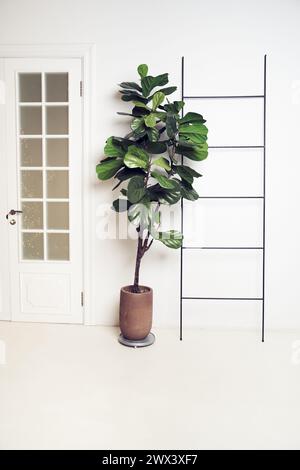 Interior design with plant Ficus lyrata, door, ladder. White background with copy space. Template, mock up for your design, items, art, decor. Stock Photo