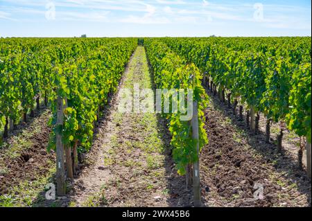 Harvest of grapes in Pomerol village, production of red Bordeaux wine, Merlot or Cabernet Sauvignon grapes on cru class vineyards in Pomerol, Saint-Em Stock Photo